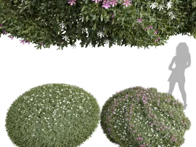 New Plant Cuphea Hookeriana Carthagegenensis Decorative001 Free 3D model