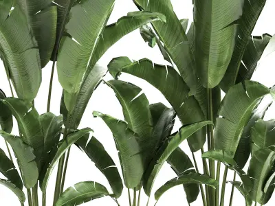 Banana bush in a pot for the interior 867 3D model