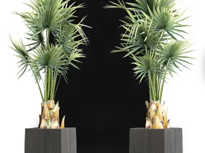 Plants Collection 193 Sabal Minor 3D model