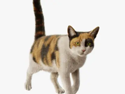 Cat Calico Rigged Animated 3D model