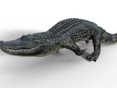 Alligator 3D model