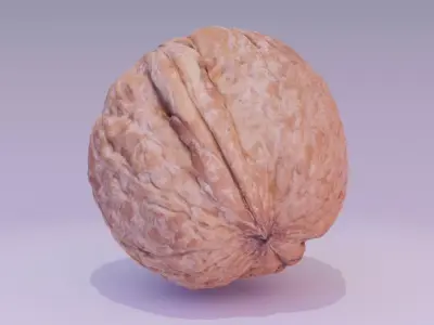 Walnut fruit 02 high-poly 3D model