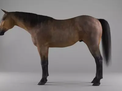Realistic horse Low-poly 3D model