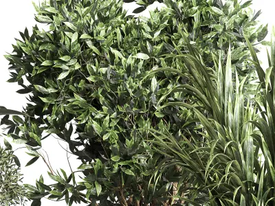 indoor plant pot plant ficus rubbery palm concrete dirt vase 3D model