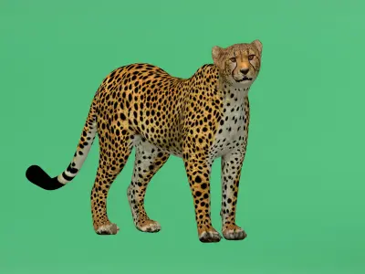 South African Cheetah Low-poly 3D model
