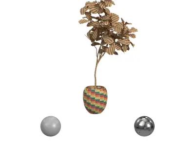 Ficus White Pot 3D model