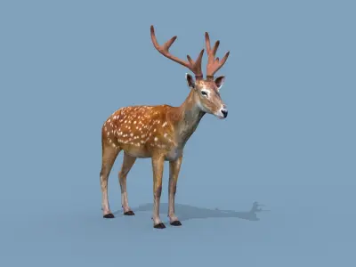 Pro Deer 8K - 3d animated 3D model