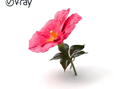 Ipomoea Pink Flower Natural Curves model pack Low-poly 3D model