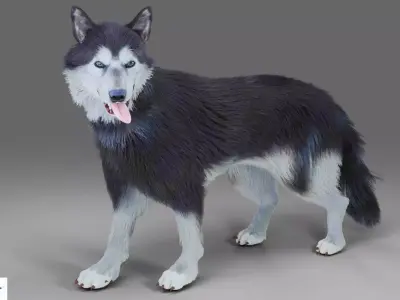 Fur Gray Wolf Rigged and Animation V01 Low-poly 3D model