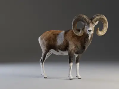 Ovis Ammon Male Animated - VFX Grace 3D model
