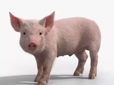Piggy with 2 Animations  VFX Grace 3D model