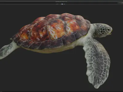 Chelonia mydas - Green sea turtle Low-poly 3D model