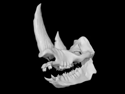 Rhino skull Low-poly 3D model