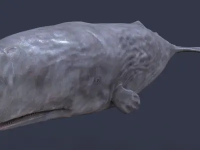 Physeter macrocephalus 3D model