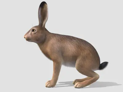 Hare - Male Low-poly 3D model