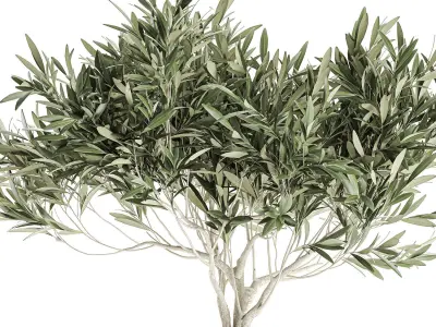 Decorative olive tree in a black flowerpots 732 3D model