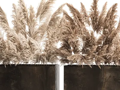 Bouquet Of Dry Reeds and pampas grass  In A Rusty Pots 3D model