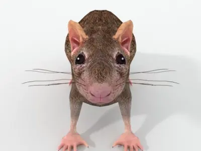 Rat Animal Low-poly 3D model