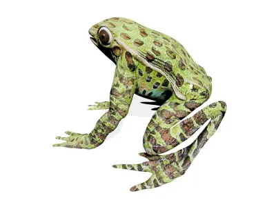 GREEN FROG Low-poly 3D model