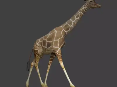 Giraffe with long legs Low-poly 3D model