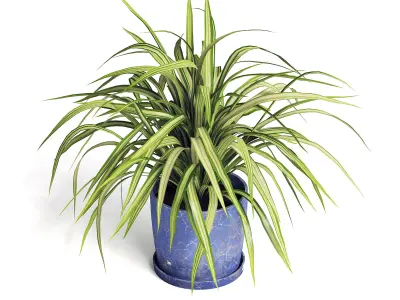 Spider Plant 3D model