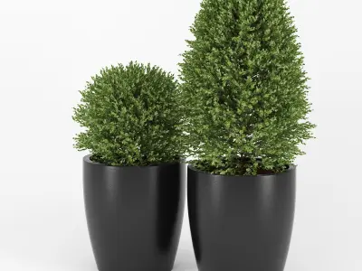 Boxwood two plants pots 3D model