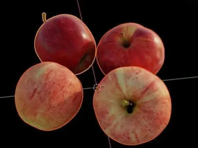 Natural Apples Free low-poly 3D model