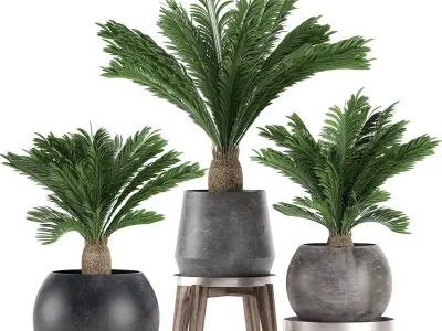 Decorative Cycas palm in a black flowerpot 650 3D model