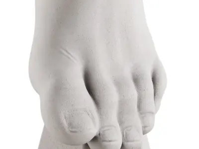 Ecorche plaster training manual foot vertical 3D model