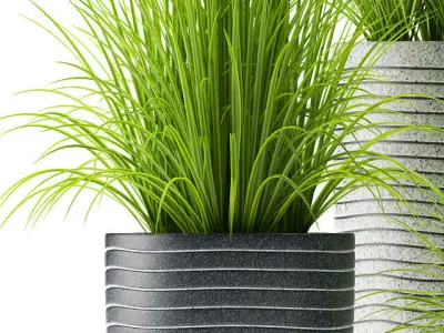 Grass plants 3D model