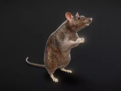 81 sets of complete animated mice Low-poly 3D model