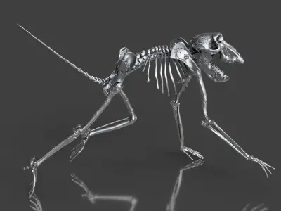 Silver Baboon Skeleton 3D model