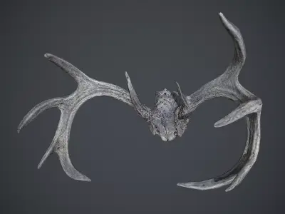 Deer Hornes Low-poly 3D model