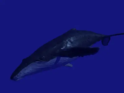 Humpback Whale 3D model