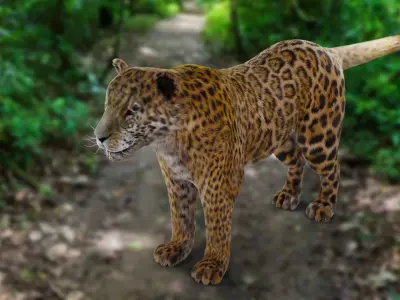 Fur Jaguar V02 NO Rigged in Blender Low-poly 3D model