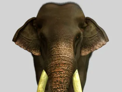 elephant 3d rig model 3D model