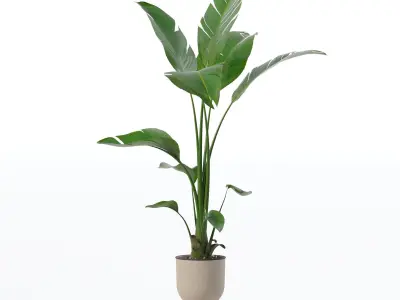 Strelitzia in modern flower pot 3D model