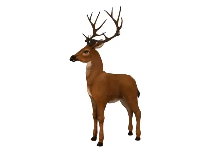 Deer  rig  high-poly  textured 3D model
