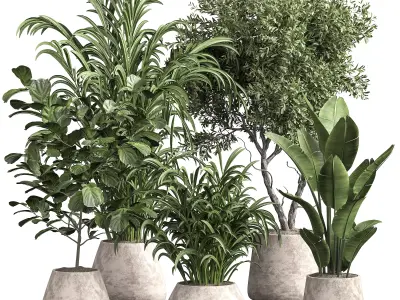 Indoor plant 08 3D model purchase