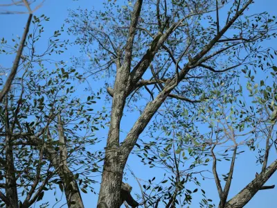 Broadleaf 001 Low-poly 3D model