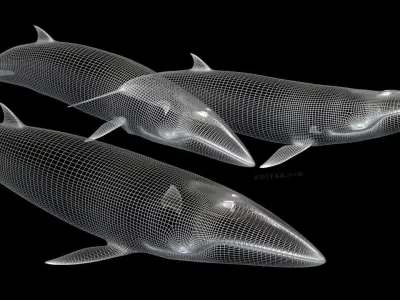 Minke Whales - 3 Poses - Balaenoptera Acutoro - Adult Males - 3D model