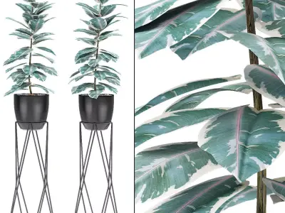 Plant in Pot Flowerpot Exotic Plant 3D model 19