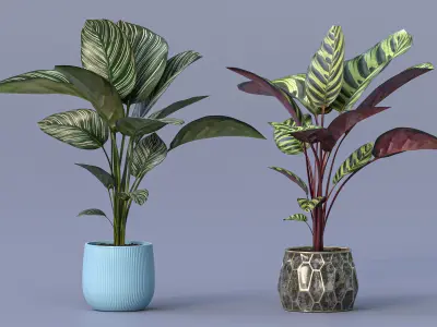 Calathea Plant 3D model