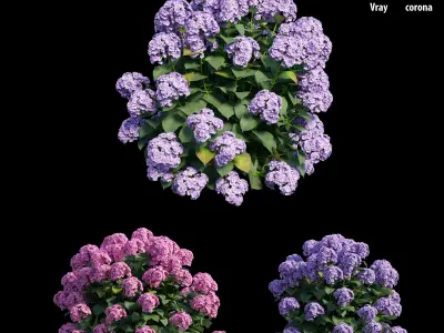 Hydrangea Plant set 23 3D model