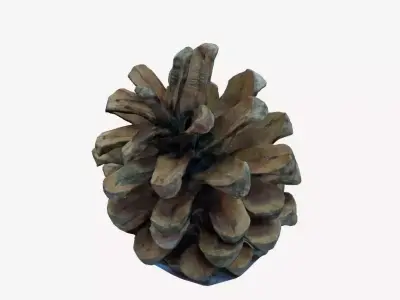 3D Printable pinecone STL model  3D print model