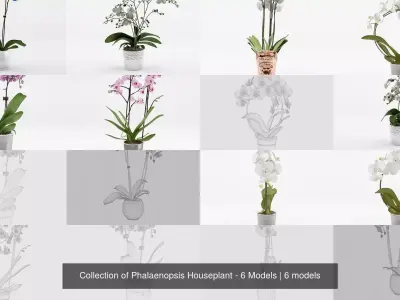Collection of Phalaenopsis Houseplant - 6 Models