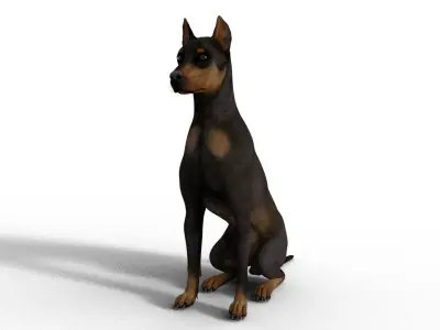 Dobermann Dog - Full Rigged  3D model