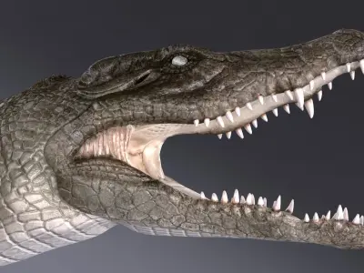 Nile Crocodile 3D model