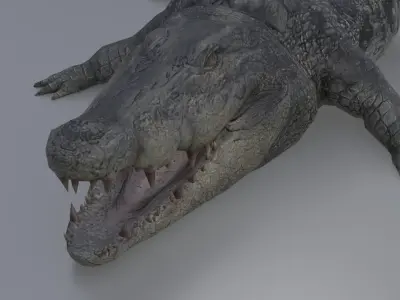 Crocodile Low-poly 3D model
