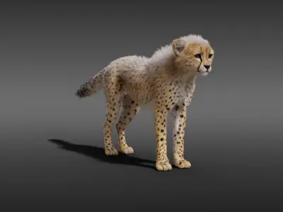 Young Cheetah Fur 3D model